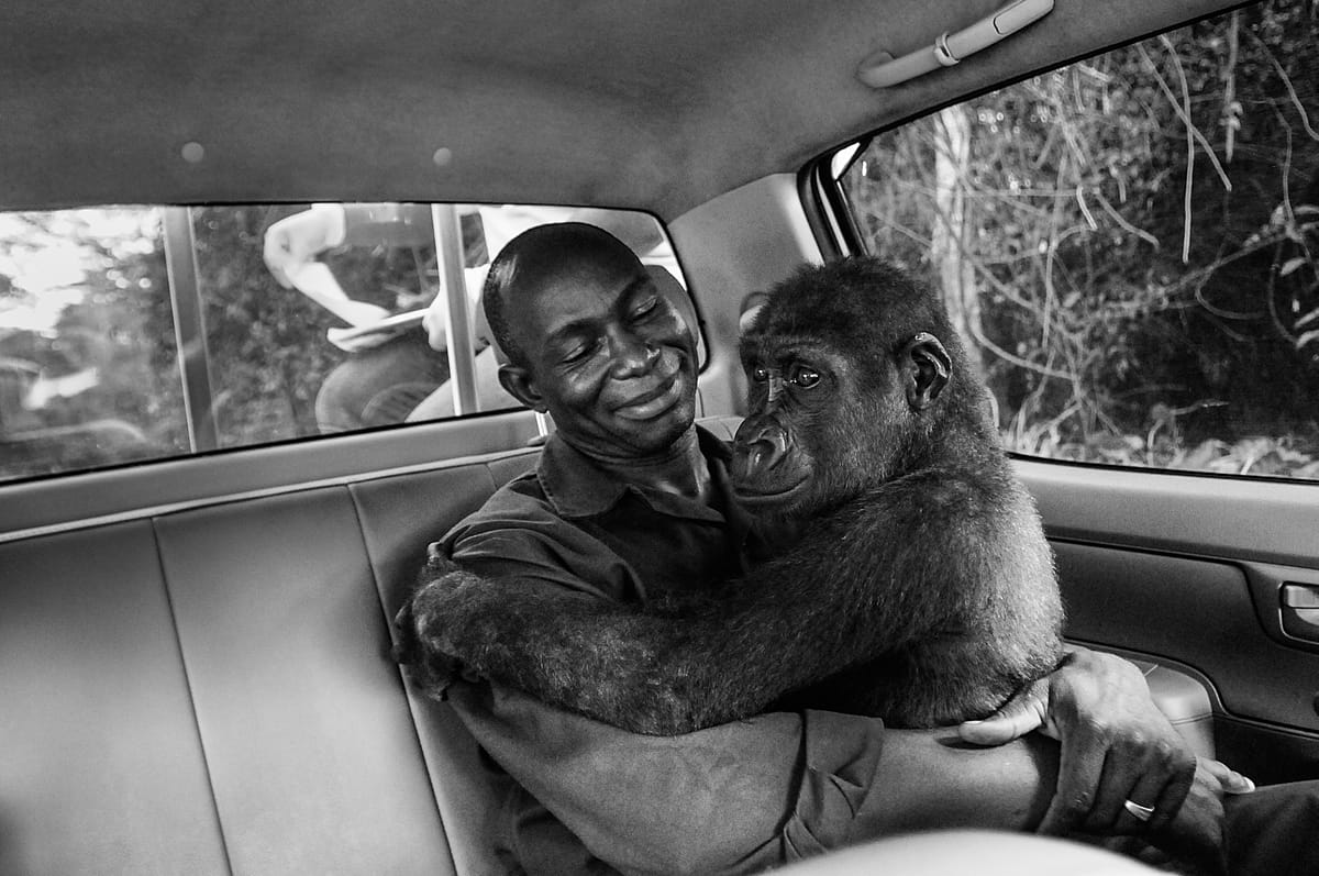 Pikin and Appolinaire. Pikin was being transported from the vet clinic to the new gorilla enclosure, but woke up early from the sedation. Cameroon, 2009. Jo-Anne McArthur / We Animals Media