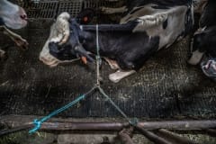 A dairy cow tethered by her neck in a barn. Taiwan.