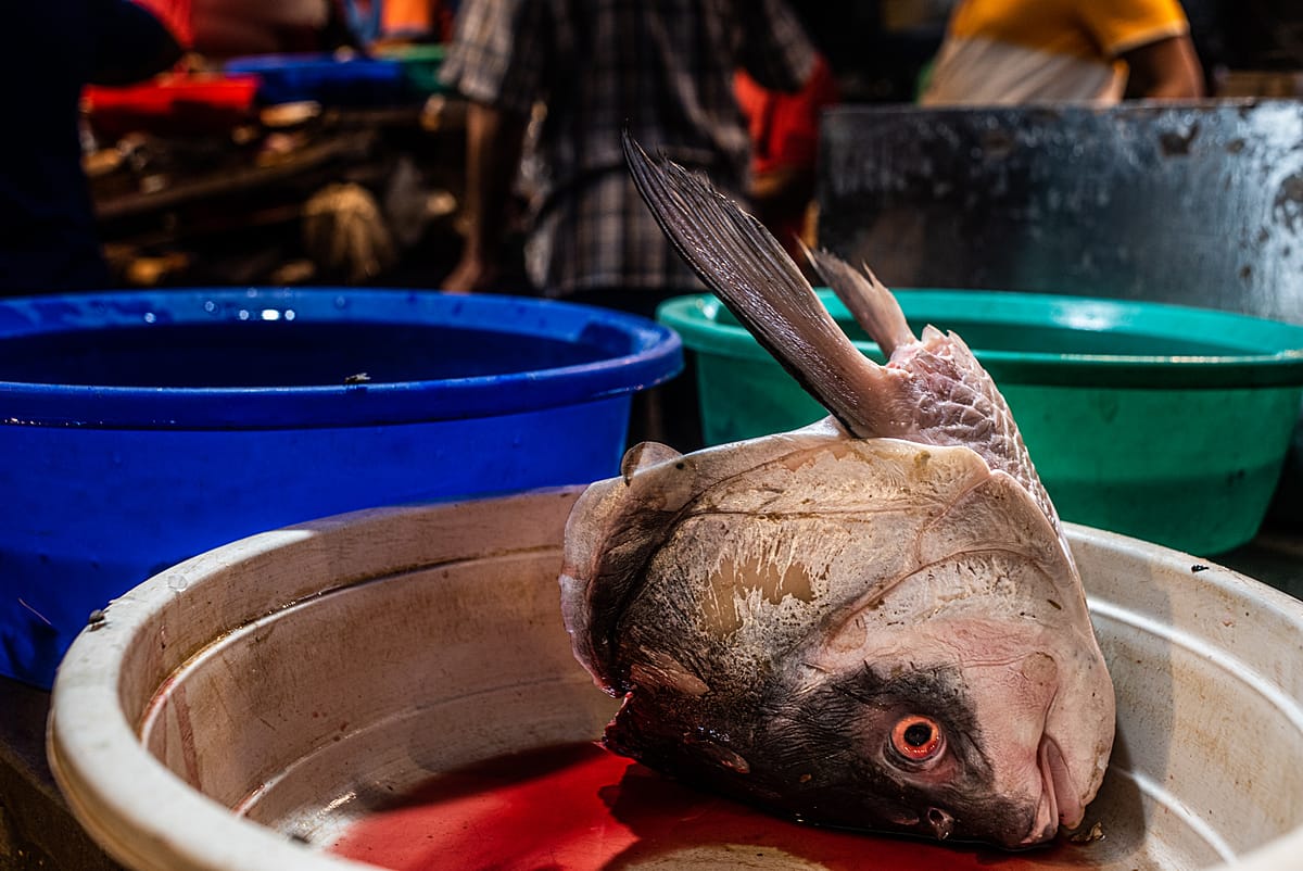 The decapitated head of a big fish is seen in a bowl. The head of a fish is often used for specific recipes that are considered to be a delicacy. India, 2021. S. Chakarabarti / We Animals Media