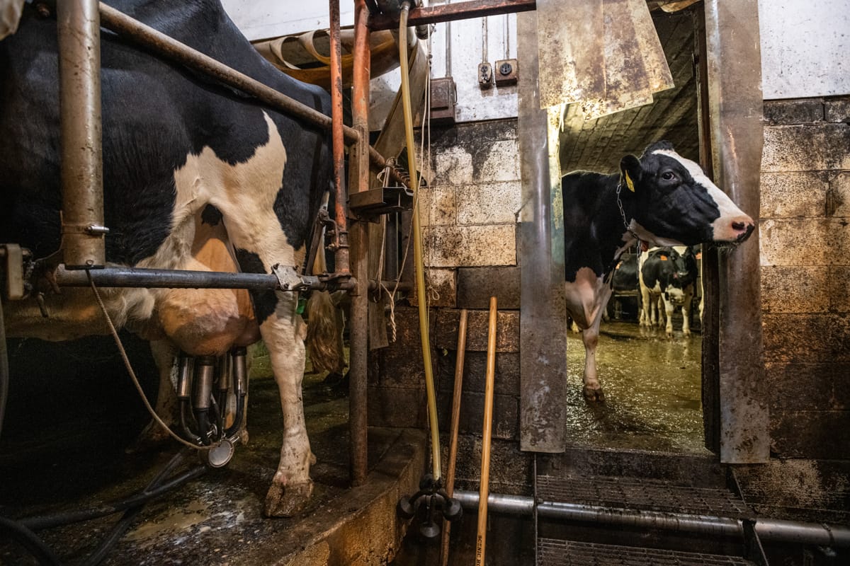 A Holstein cow has her milk pumped while an inquisitive cow looks into the milking parlour at a dairy farm in Vermont. USA, 2022. Jo-Anne McArthur / We Animals Media