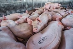 Pigs crammed in to pens at the saleyards. Australia, 2017.
