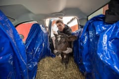 Activist Jason Bolalek places a calf he is rescuing in the back of his truck. USA, 2022.