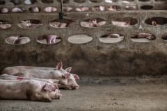 Pigs at an industrial farm. Thailand, 2019.
