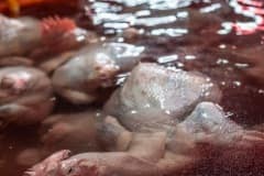 Newly-slaughtered chicken carcasses are submerged in water before they are chopped and sold at a Tapiei wet market. Taiwan, 2019.