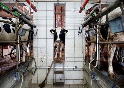 Dairy Industry | Andrew Skowron