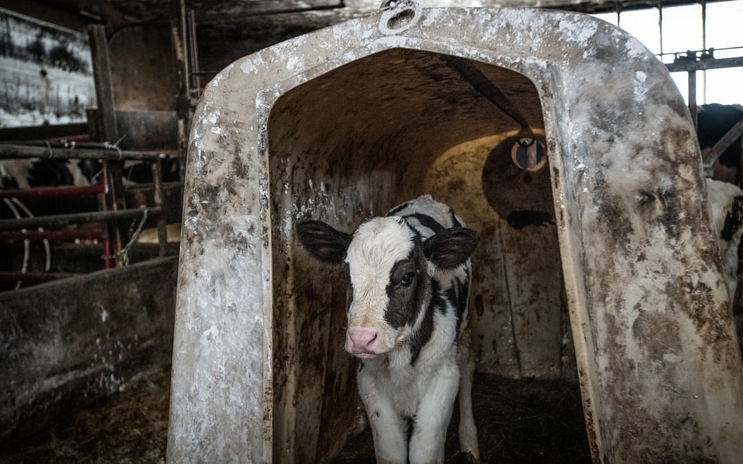 New Investigation: Inside Vermont’s Dairy Industry