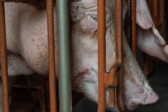 A pig in a newly built industrial farm. Taiwan, 2019.