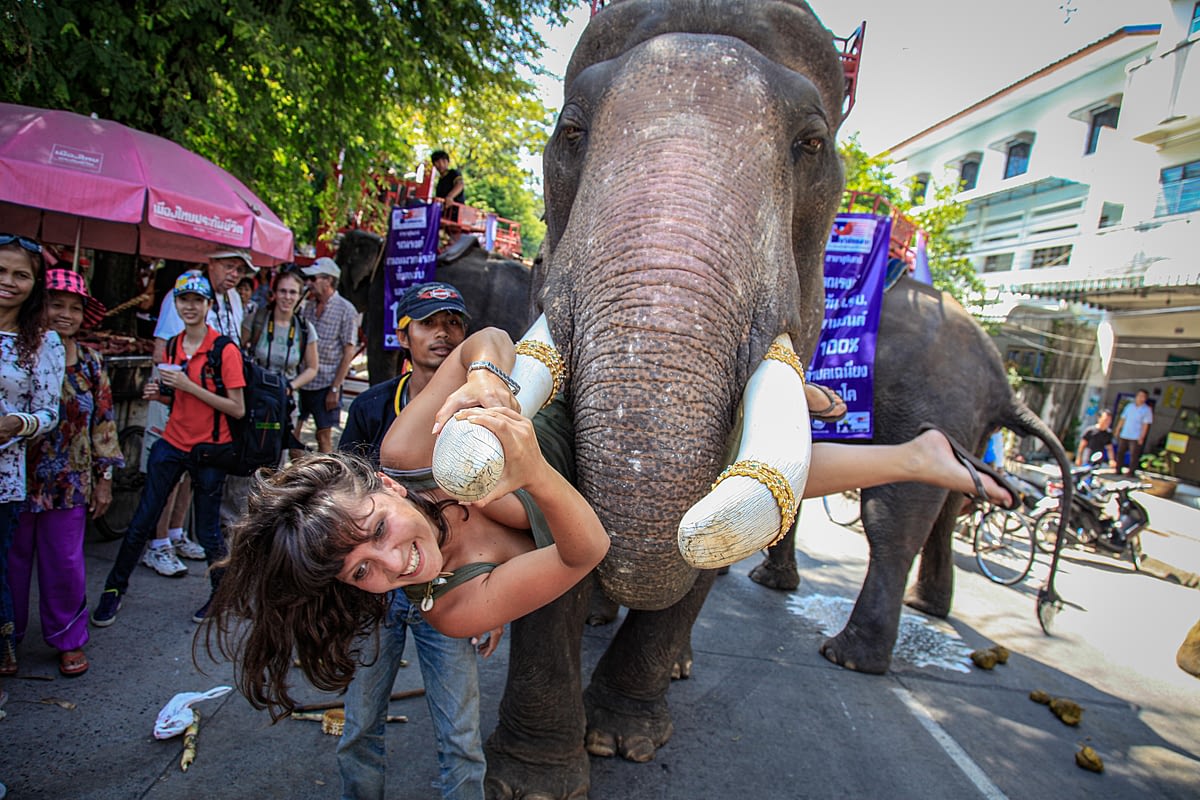 A western tourist clings to the tusk of a large bull elephant as he begs for money at the Surin Elephant Festival, Surin. Thailand, 2011. Adam Oswell / We Animals Media