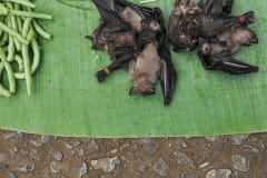 Bats and produce. Laos, 2008.