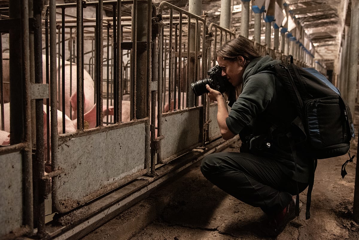 Jo-Anne McArthur photographs sows in their gestation crates at a farm. Italy, 2015.  Stefano Belacchi / Essere Animali / We Animals Media