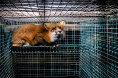 In Finland, foxes on fur farms can be legally kept in a cage less than one square metre. Finland, 2014. Kristo Muurimaa / HIDDEN / We Animals Media
