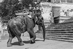 An elephant carrying locals and tourists. India, 2007.