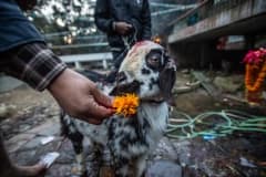 Dakshinkali temple, where animals are used in religious sacrifice. Nepal, 2017.