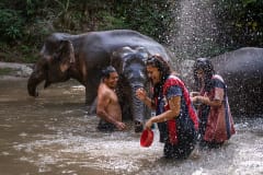 Papas Nukaew, a Karen elephant keeper, washes elephants with international tourists from the UK in the river that runs through the Elephant Freedom Village community forest.