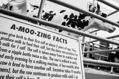 A-Moo-Zing facts on dairy cows at an animal fair.