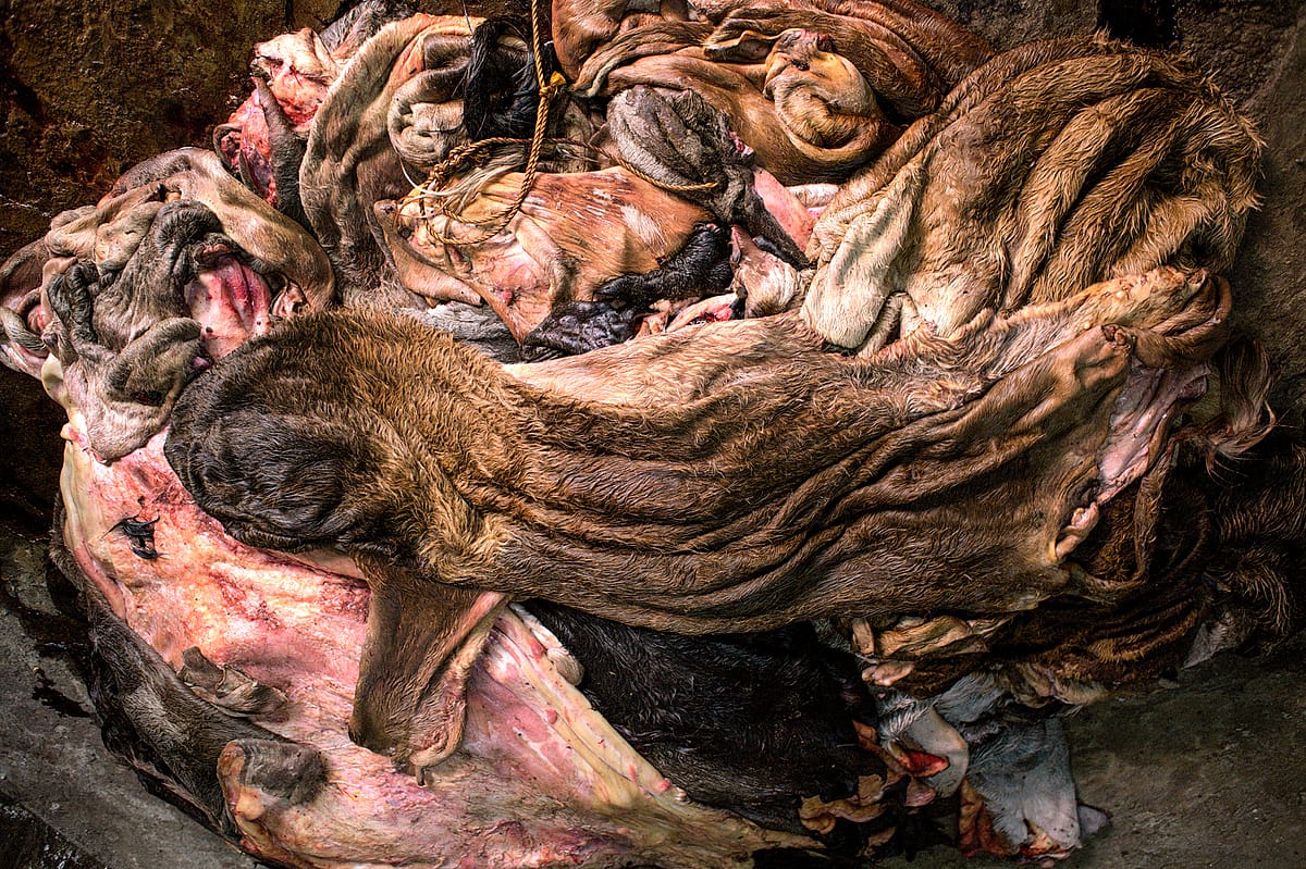 Freshly skinned hides lie in a pile at a leather distributor in Lalbagh, in the centre of Dhaka, the capital city of Bangladesh, 2015. Christian Faesecke / We Animals Media