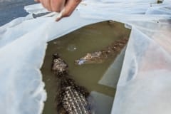 Alligators and crocodiles raised for meat. Taiwan, 2019.