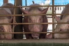 Pigs at a family-run organic farm. Thailand, 2019.