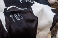 Tag numbers are branded and bleached onto cows. Israel, 2018.