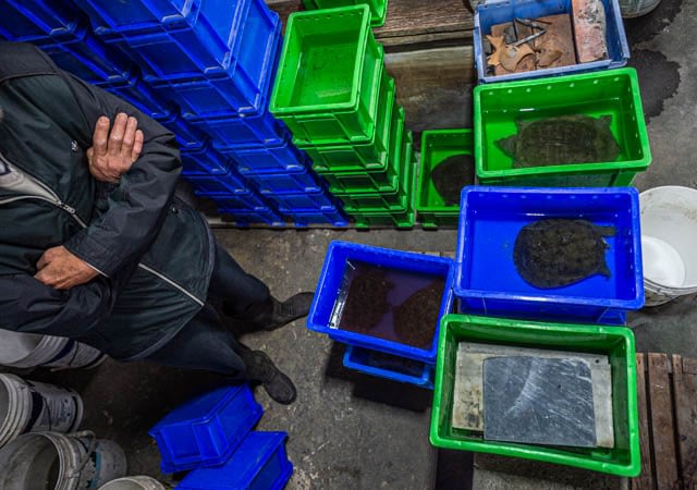 Turtles for sale at a turtle farm. Taiwan, 2019.