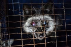 A blind fox at a fur farm, which has since been closed down. Canada, 2014.