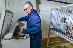 A freezer full of dead dogs at a puppy mill. Canada, 2013.