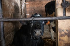 At this farm, calves and young Holstein and Jersey cows who are slated for life in the dairy industry live indoors all winter, chained by their necks. Between the months of November to April or May, they are only able to stand up and lie down.