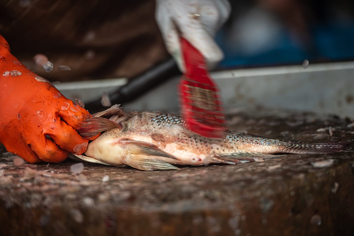 A fishmonger scales a Nile tilapia after slaughtering the fish at wet market in Thailand. Tilapia are widely consumed fish, and they are among the most popular species for aquaculture in Thailand. Thailand, 2021. Mako Kurokawa / Sinergia Animal / We Animals Media