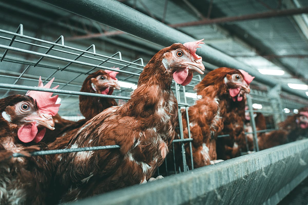 Several egg-laying hens poke their necks out of the battery cages they are confined to at a chicken egg farm. Australia, 2019. Seb Alex / We Animals Media