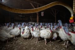 Thousands of turkeys inside a factory farm. The heat causes them to pant. Canada, 2020. Jo-Anne McArthur / We Animals Media