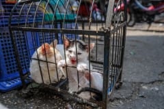 Kittens for sale at a street market.