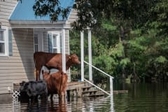 Cows who survived the hurricane, stranded on a porch, surrounded by flood waters in North Carolina.
