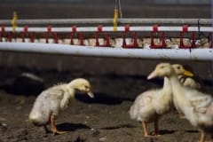 Ducklings in a factory farm. Australia, 2017.