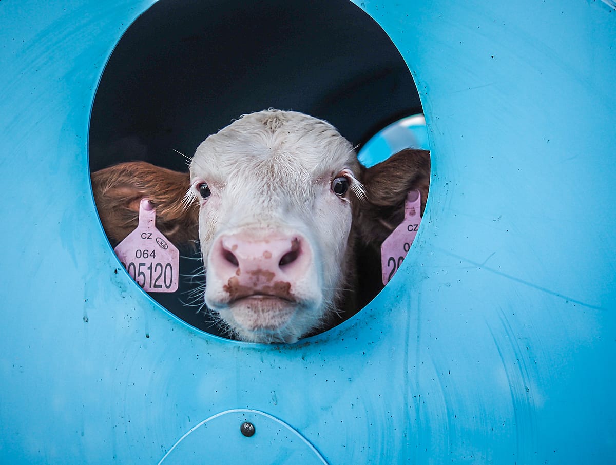 A calf gazes out through the window of their small hutch on a dairy farm in Czechia. This young animal, and others like them on the farm, are each housed alone in individual calf hutches with a minimal amount of exterior space. Czechia, 2021. Lukas Vincour / Zvířata Nejíme / We Animals Media