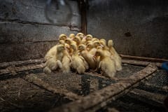 A group of ducklings huddles together in the corner of a small pen at an Indonesian duck farm. Indonesia, 2021. Haig / Act for Farmed Animals / We Animals Media