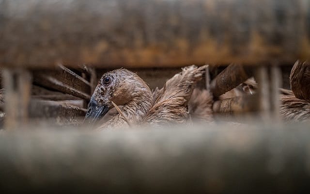 A lone duck looks through the slats of the tiny cage she is confined to at a duck egg farm. Indonesia, 2021. Haig / Act for Farmed Animals / We Animals Media