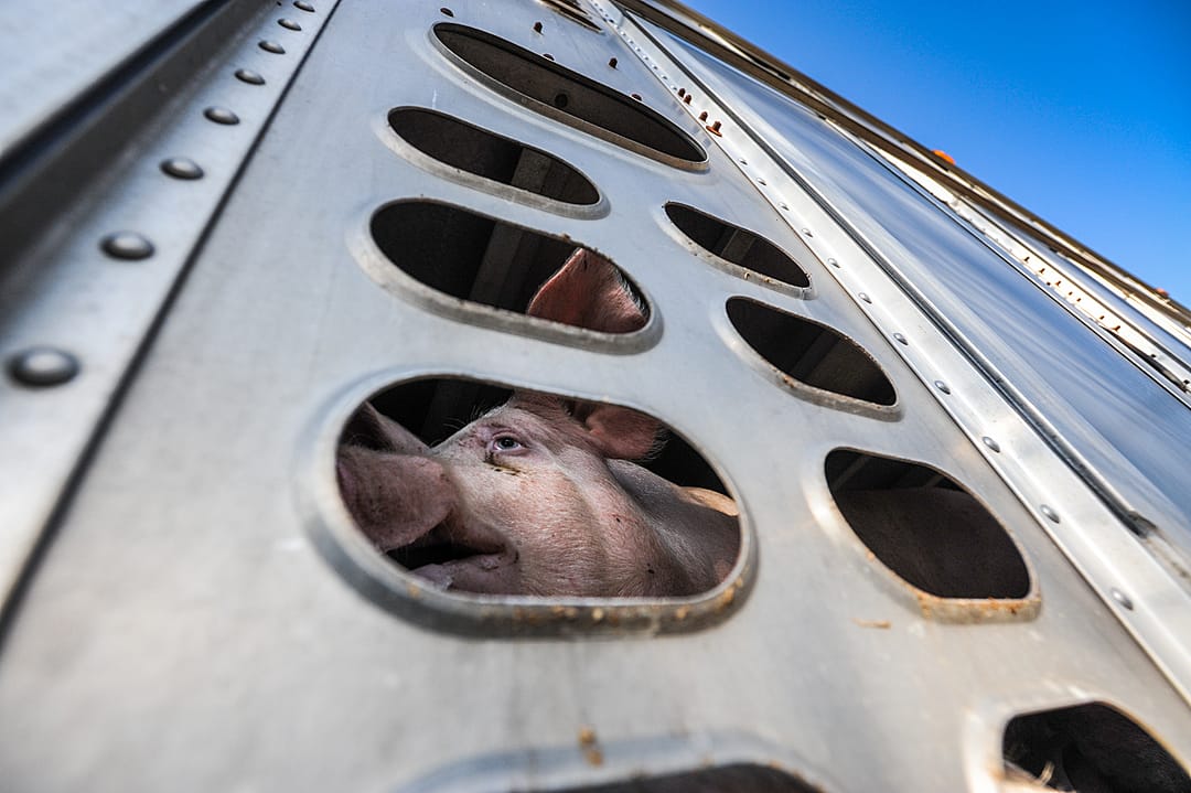 A pig en route to slaughter. Canada, 2021. Jo-Anne McArthur / The Ghosts In Our Machine / We Animals Media