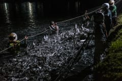 During a nighttime harvest at an Indonesian milkfish farm, workers wearing protective helmets stand in the water of a fish pond pulling up on a harvesting net. Captured and crowded milkfish jump and struggle trying to flee from confinement within the net. Crowding the fish together deprives them of oxygen and they will eventually suffocate.