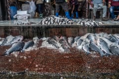 A variety of fish is piled on the floor of the market for customers to have a better look at before buying. Ice is used to keep the fish looking fresh. India, 2021. S. Chakrabarti / We Animals Media