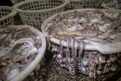 Hundreds of octopus at a market. Taiwan, 2019.