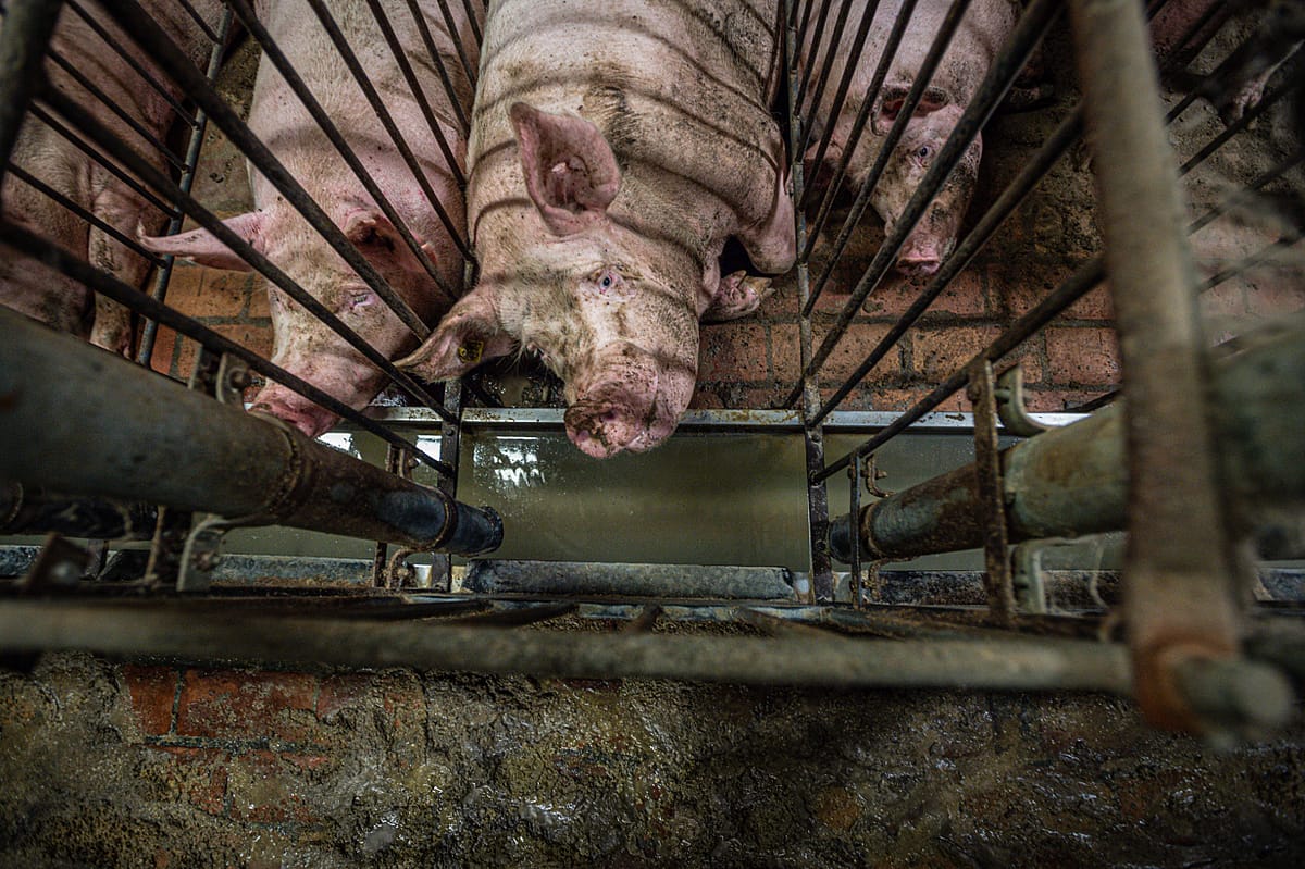 A pregnant sow lies on a floor slick with feces and urine in a cage in which she cannot turn around. This industrial farm in northern Italy housed thousands of pigs in this condition. Italy, 2015. Jo-Anne McArthur / Essere Animali / We Animals Media