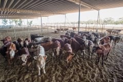 Cattle at the sale yards. Australia, 2017.