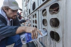 Participants of Toronto Pig Save vigils give water to thirsty pigs en route to slaughter. Canada, 2013.