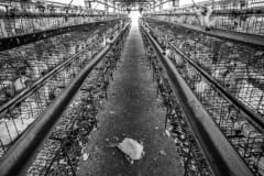 Rows of hens at a factory farm. Taiwan, 2019.