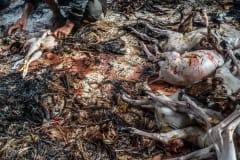 Animals being dismembered and cooked at Dakshinkali temple. Nepal, 2017.