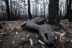 A deer who died in the forest fires in Mallacoota.
