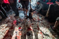 A beheaded goat is dragged to the temple butchery.