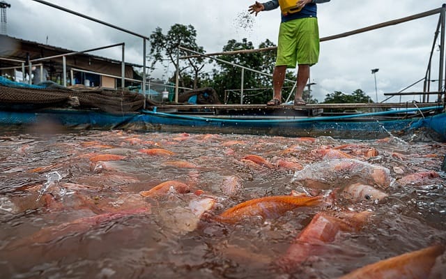 A large number of red hybrid tilapia feed on food pellets,  in a crowded floating pen at a fish farm in Thailand. A worker in the background tosses a handful of pellets into the water. Thailand, 2021. Mako Kurokawa / Sinergia Animal / We Animals Media