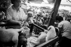 Puppies for sale at Chatuchak market. Thailand, 2008.