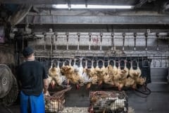 Bird slaughterhouse. Taiwan, 2019.